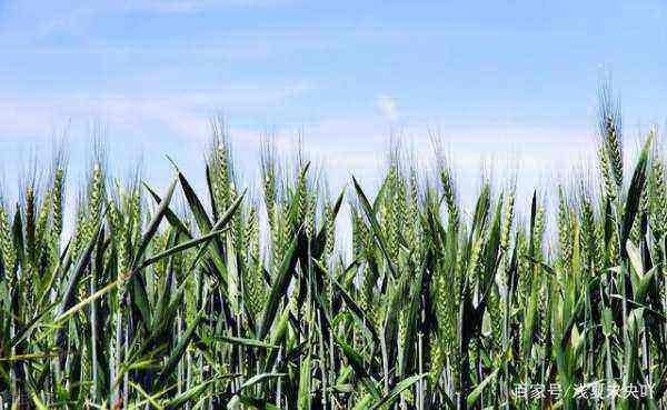 今年多久立春2020