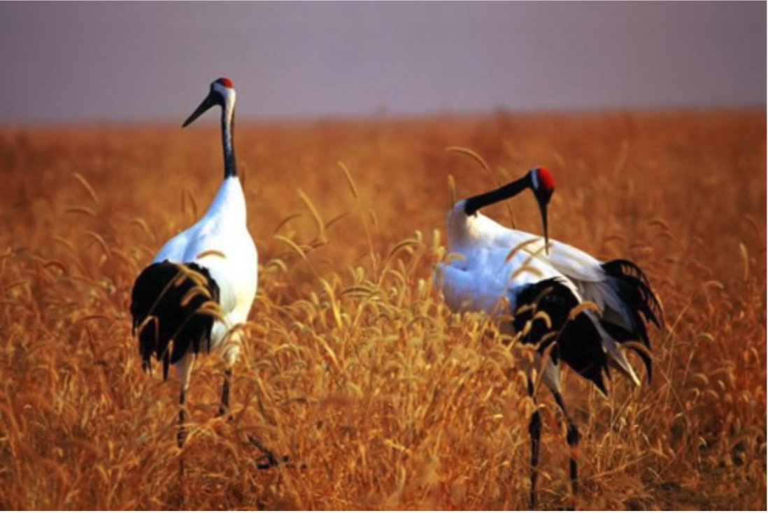 中国的国鸟是什么？