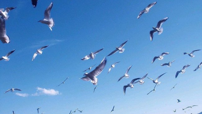 美国hgh凝胶安全吗?？