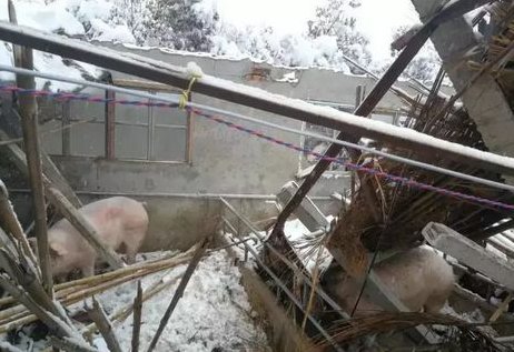 山西养猪村民屋棚倒塌致母女3人身亡,我们遇到这种情况时应该如何自救?