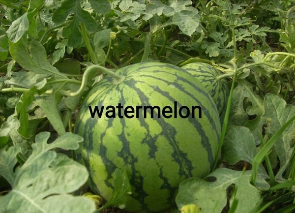 watermelons怎么读音