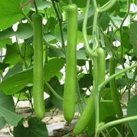 瓠瓜是什么瓜？