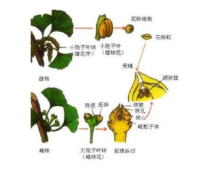 花粉管通道法的影响花粉管伸长因素