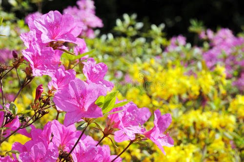 春季花灌木有哪些