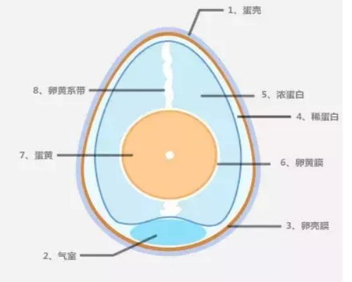 一个鸡蛋的热量
