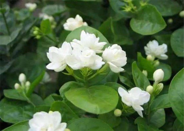 盆栽茉莉花怎么种植？
