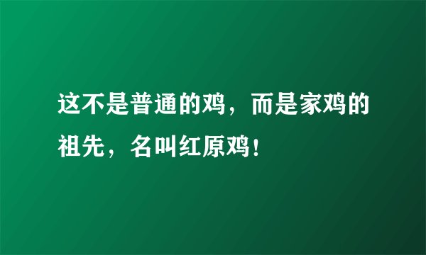 这不是普通的鸡，而是家鸡的祖先，名叫红原鸡！