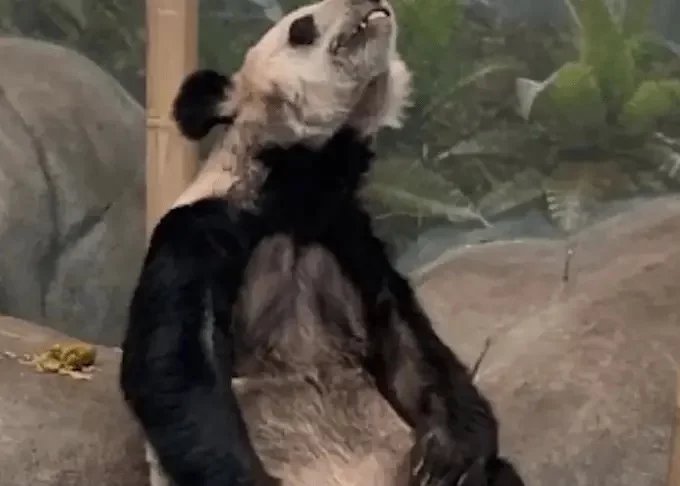 官方回应，旅美大熊猫丫丫为何瘦骨嶙峋？