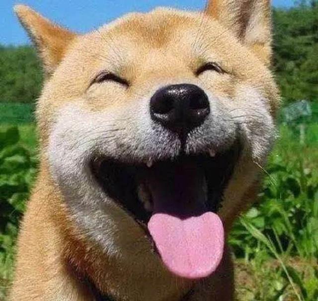 被狗狗咬到怎么办？
