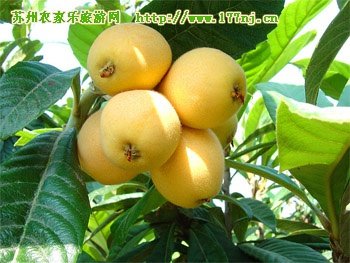 西山枇杷的营养价值