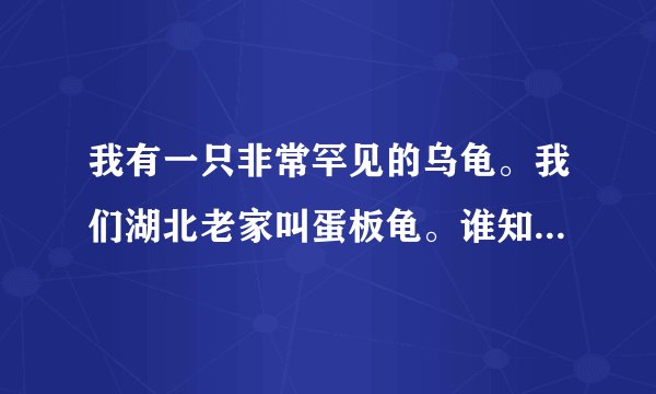 我有一只非常罕见的乌龟。我们湖北老家叫蛋板龟。谁知道它的学名吗?数量多不多?