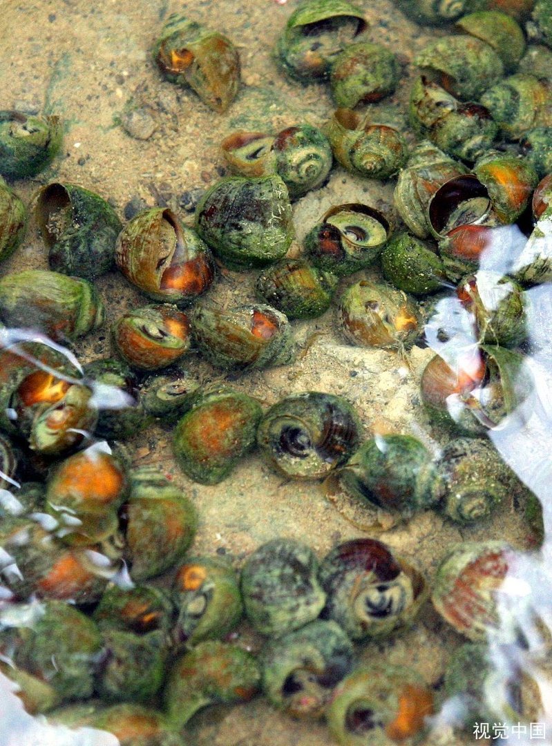 福寿螺竟疯狂入侵洱海?是发生生物入侵了吗?