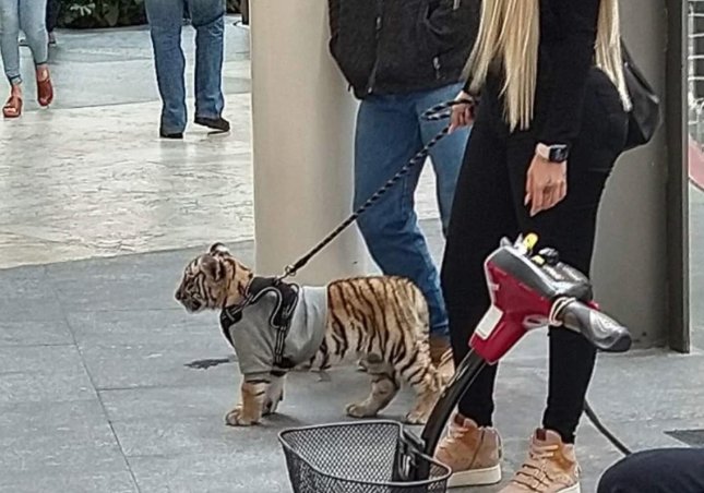 墨西哥女子遛老虎逛街是怎么回事？