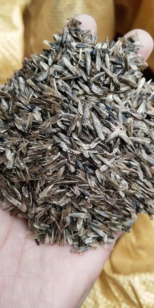 枫香种子多少钱一斤？