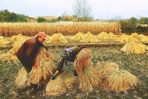 我国每年粮食流通加工损失超过了700亿斤，造成这么大损失的原因是什么？