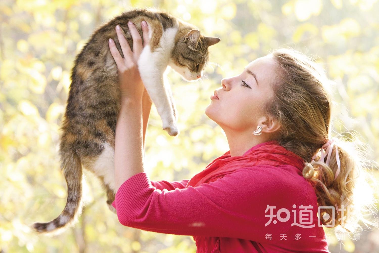 比比猫狗主人谁更好