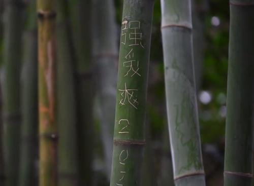 成都大熊猫基地景观竹遭游客刻划，如何看待游客的行为？