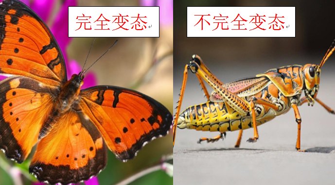 完全变态和不完全变态的区别