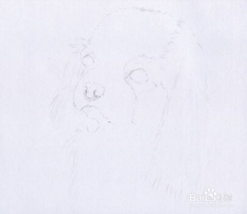 动物素描画法步骤