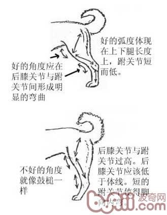 哈士奇纯狗的标准是什么啊？？
