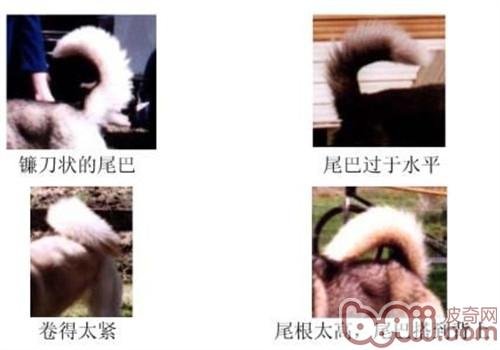 哈士奇纯狗的标准是什么啊？？