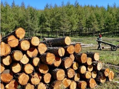 塞林木 老寄卖是什么意思？