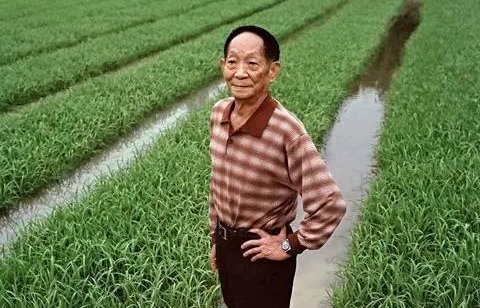 袁隆平是什么学历？