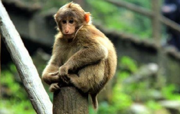 关于成都两女子登山遭猴子扒衣一事，你有何看法？