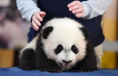 旅美大熊猫被曝皮包骨，样子惨不忍睹！你觉得是否能将其接回？