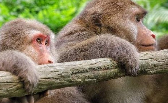 关于成都两女子登山遭猴子扒衣一事，你有何看法？