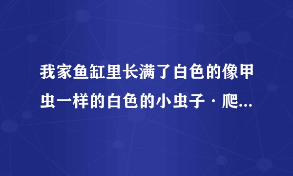 我家鱼缸里长满了白色的像甲虫一样的白色的小虫子·爬在缸壁上·是什么虫子·？怎么办》