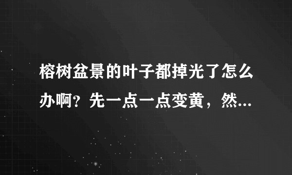 榕树盆景的叶子都掉光了怎么办啊？先一点一点变黄，然后开始掉的？