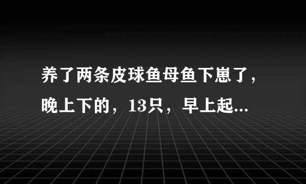 养了两条皮球鱼母鱼下崽了，晚上下的，13只，早上起来一看，全被咬死了，皮球们很小，多大下崽呀？
