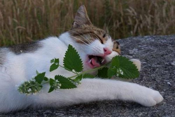 猫咪爱闻什么味道