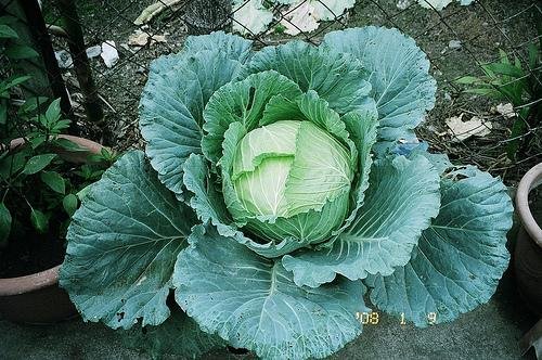 高丽菜到底是什么菜？