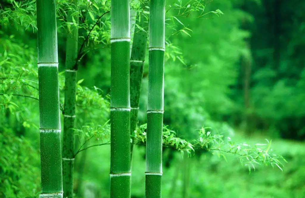 咬定青山不放松，立根原在破岩中指什么植物？