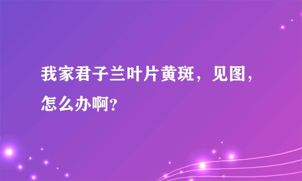 我家君子兰叶片黄斑，见图，怎么办啊？