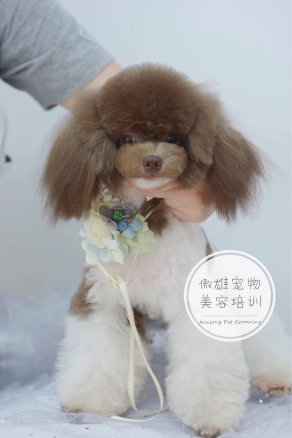 宠物美容师工资怎么样？