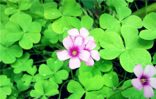 四叶草的花语是什么 四叶草的寓意和传说