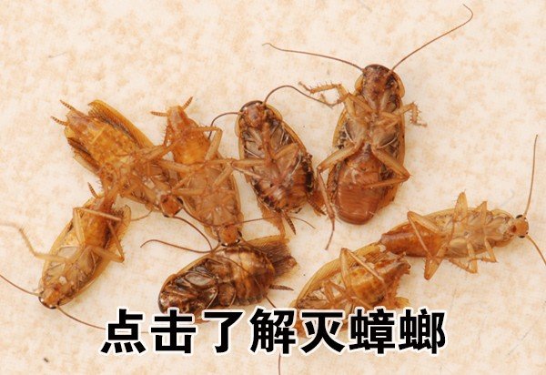 家里放一物绝对没蟑螂蟑螂怕什么