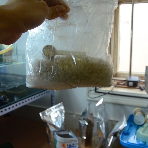 丰年虾卵怎么卵化喂鱼？