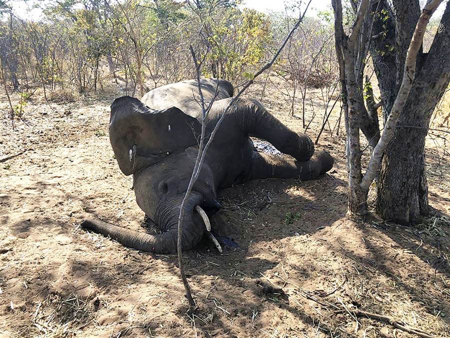 津巴布韦再现大象神秘死亡，这是人为还是意外？