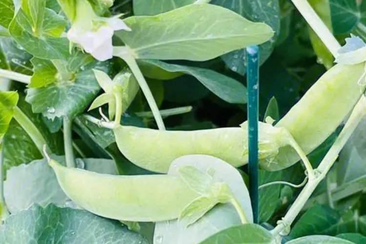 《一个豆荚里的五粒豆》五个问题的提法。