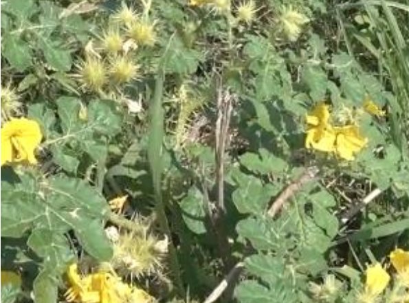 吉林现26800亩外来入侵物种是什么植物？