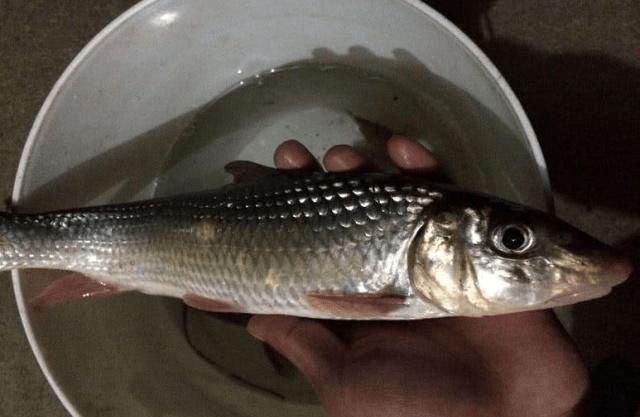 做鱼时候为什么要抽鱼线?不抽鱼线可以吗?