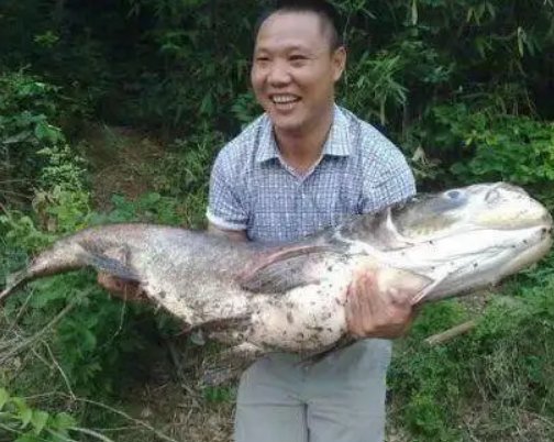 男子湘江边钓到68斤鳡鱼，钓到此种大鱼该怎样将它拉上来？