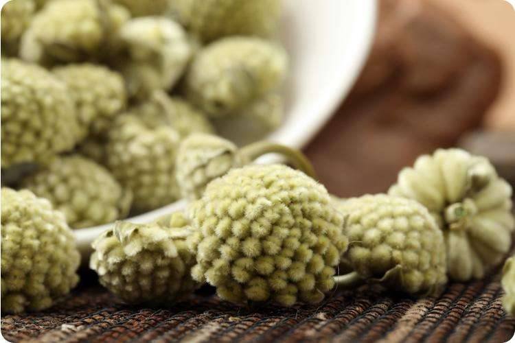 这种植物叫什么？