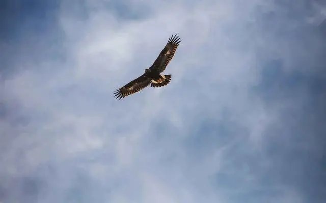 hawk怎么读