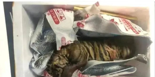 惊悚离奇！西安女子快递收到一只死亡小老虎，这只小老虎是从哪里来的？