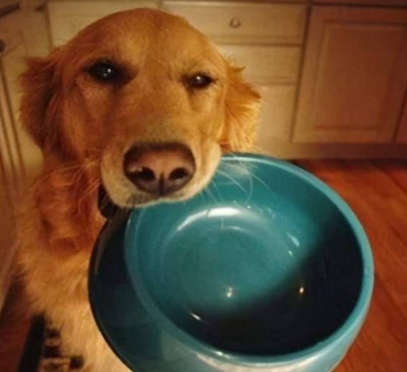 挑食狗尝完泡芙不吃狗粮饿脱水：狂吐被送医输液！狗狗的现状如何？
